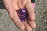 genus Viola. Сорванные цветки. Азербайджан, Гахский р-н, долина р. Курмухчай, окраина с. Илису. 8 апреля 2017 г.