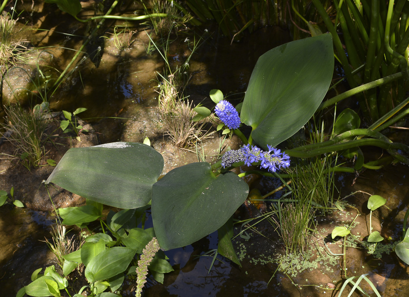 Image of Pontederia cordata specimen.