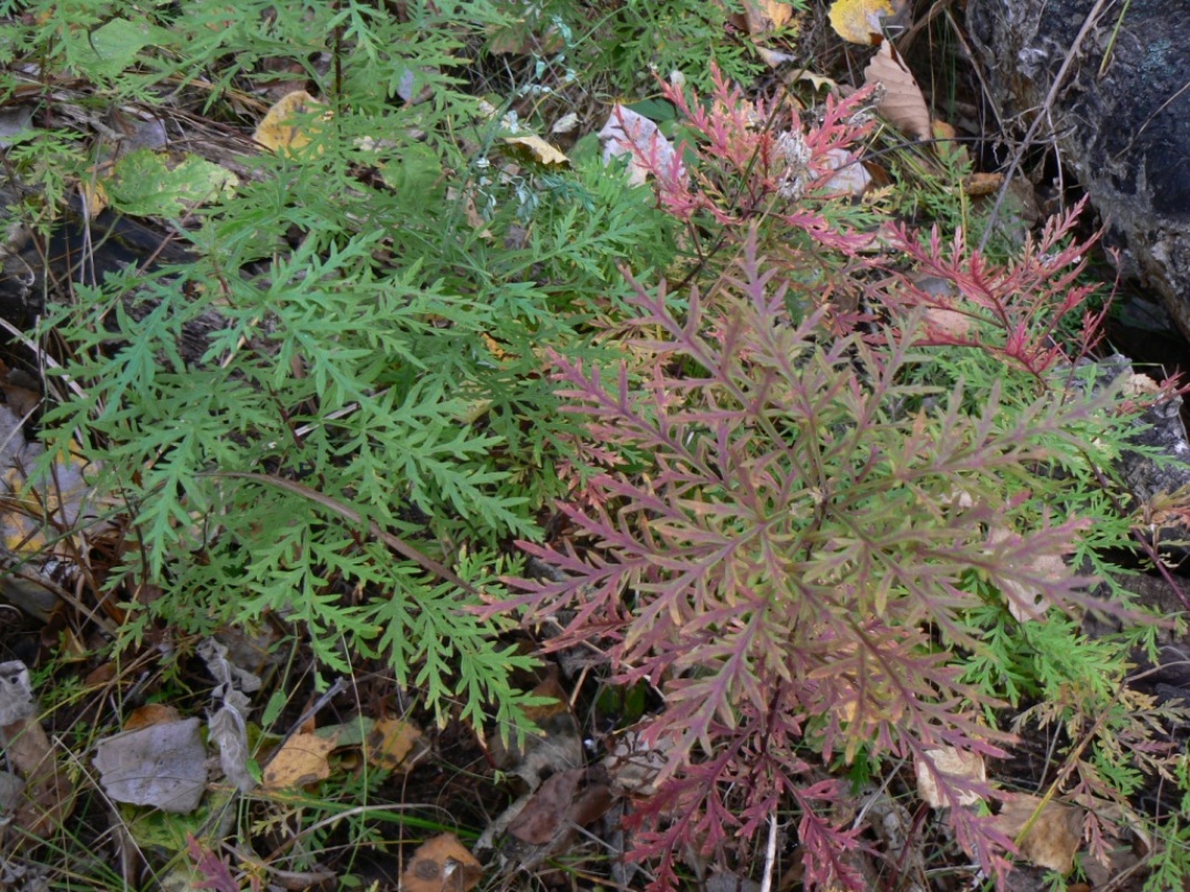 Image of genus Artemisia specimen.