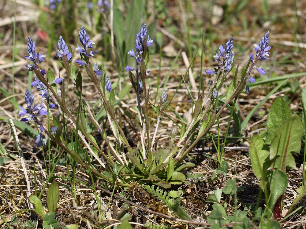 Image of Polygala amarella specimen.