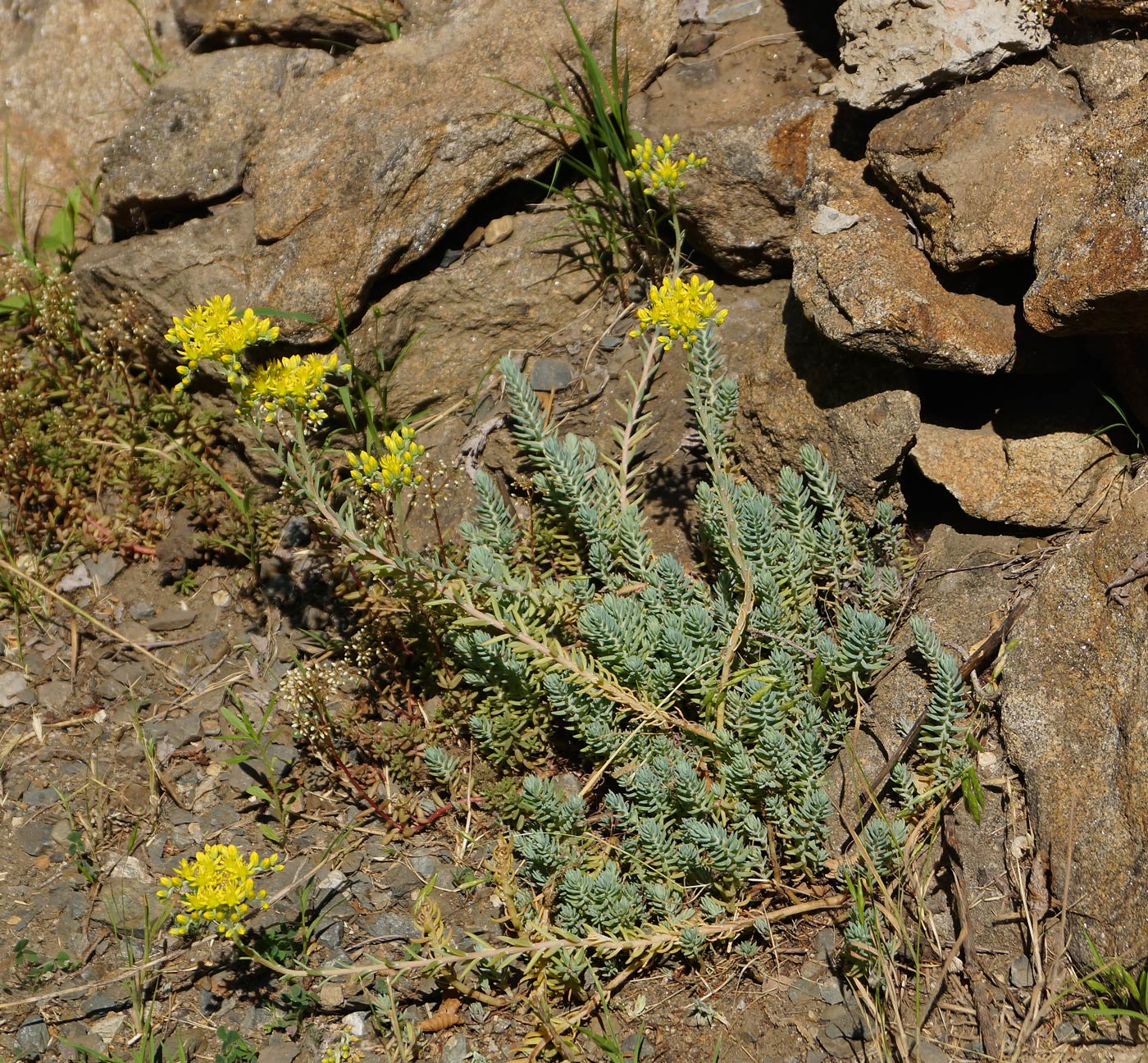 Image of Sedum reflexum specimen.