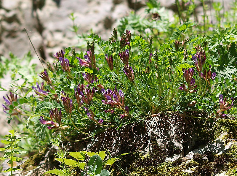 Image of Astragalus buschiorum specimen.