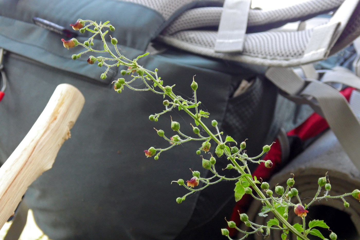 Image of Scrophularia scopolii specimen.