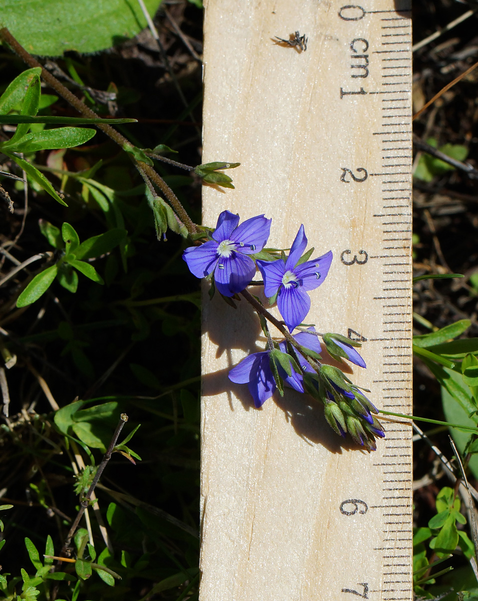 Image of Veronica krylovii specimen.