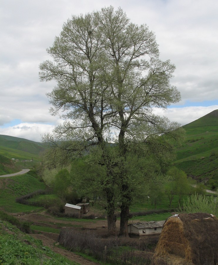 Изображение особи Populus alba.