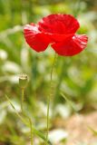 Papaver rhoeas