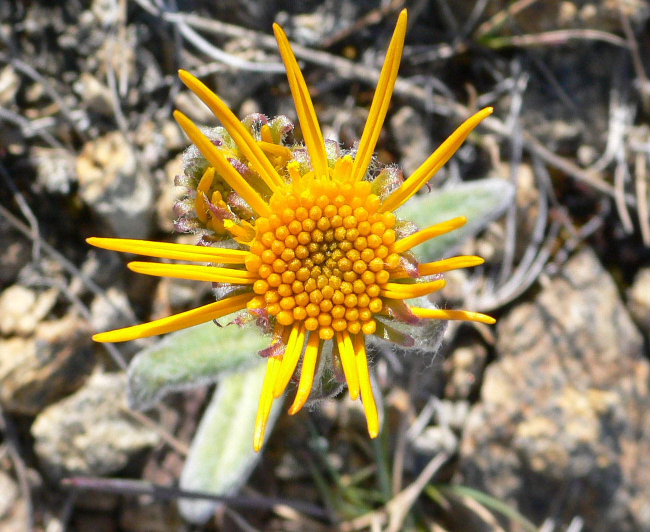 Image of Tephroseris pseudoaurantiaca specimen.