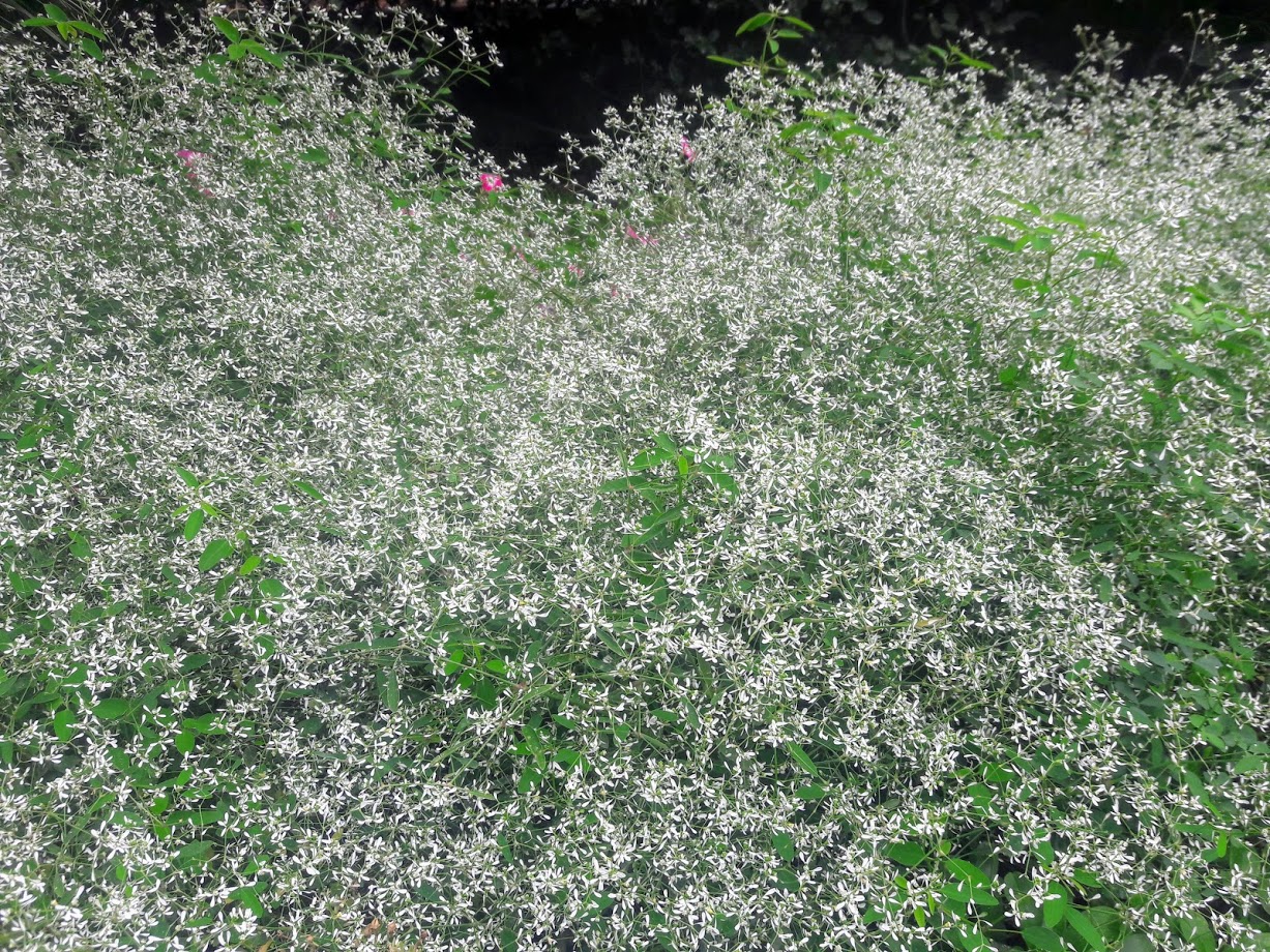 Image of Euphorbia graminea specimen.