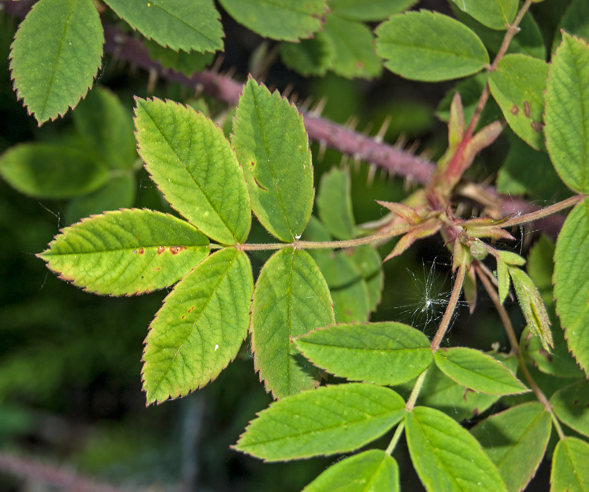 Image of Rosa acicularis specimen.