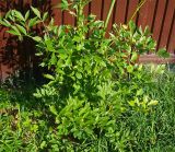 Смотреть изображение Levisticum officinale