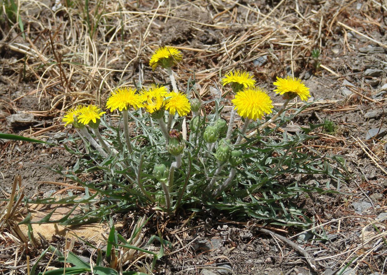 Image of Taraxacum dissectum specimen.