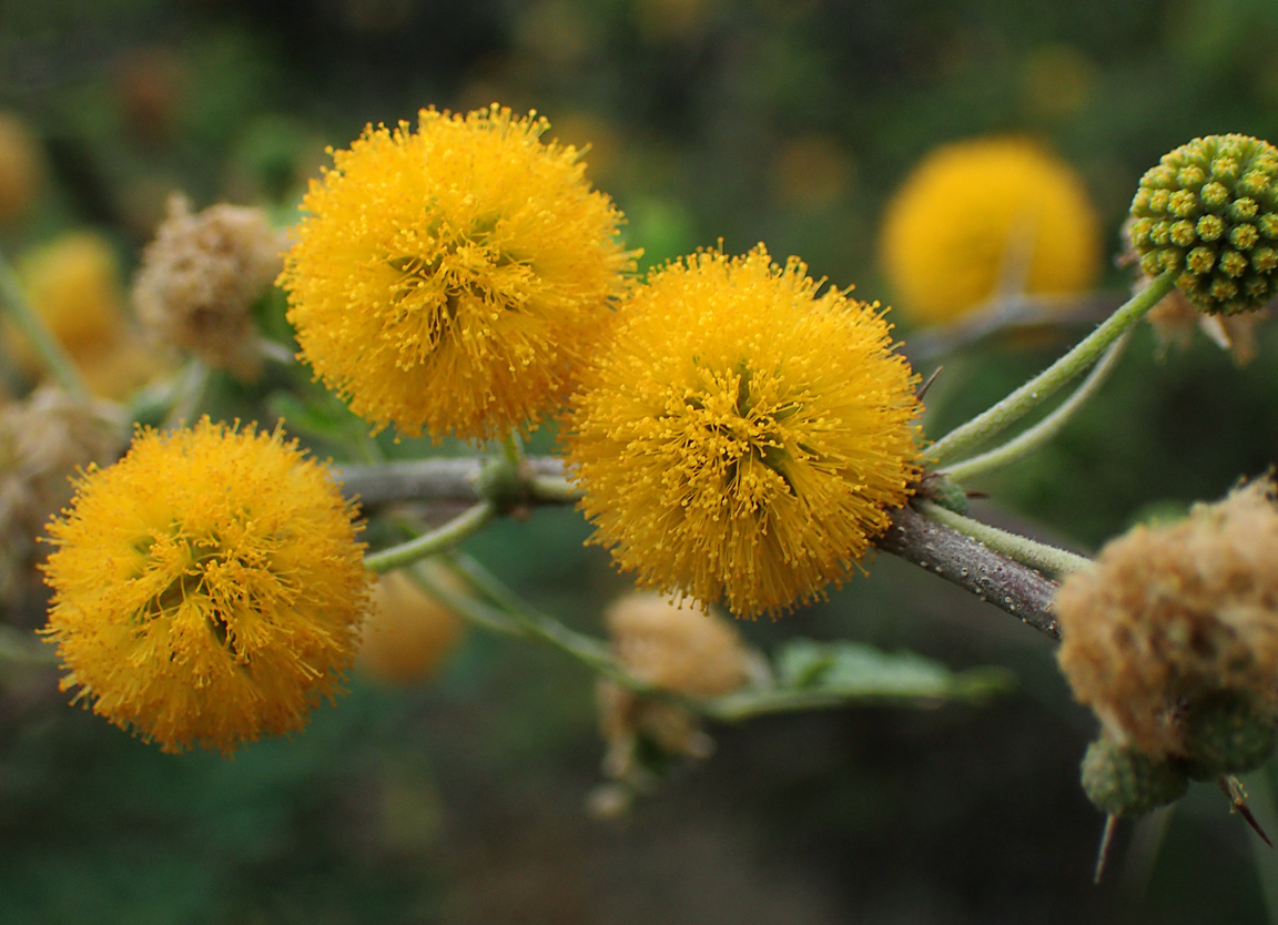 Image of Vachellia farnesiana specimen.