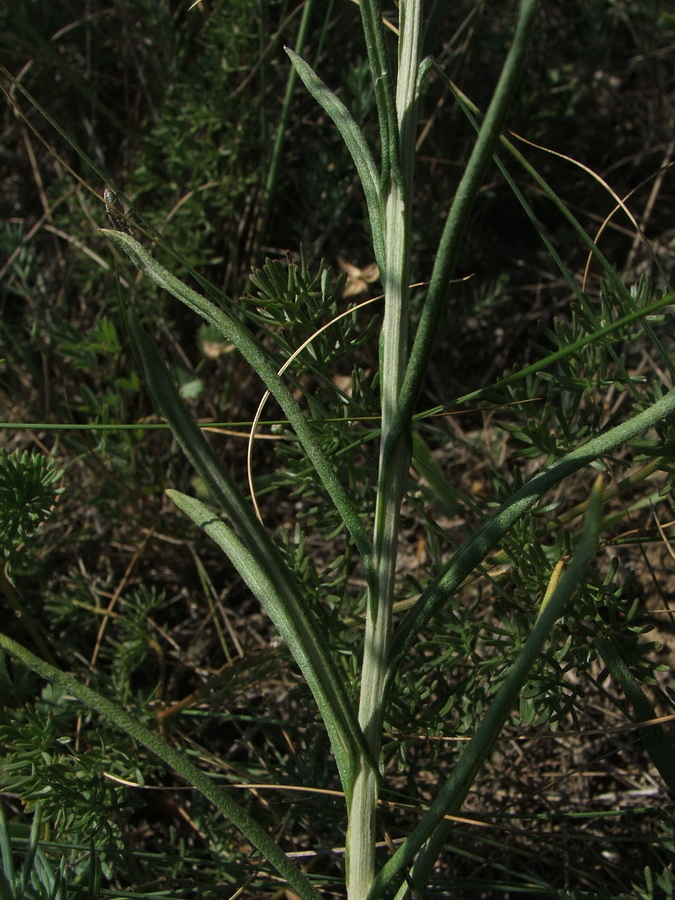 Image of Jurinea stoechadifolia specimen.