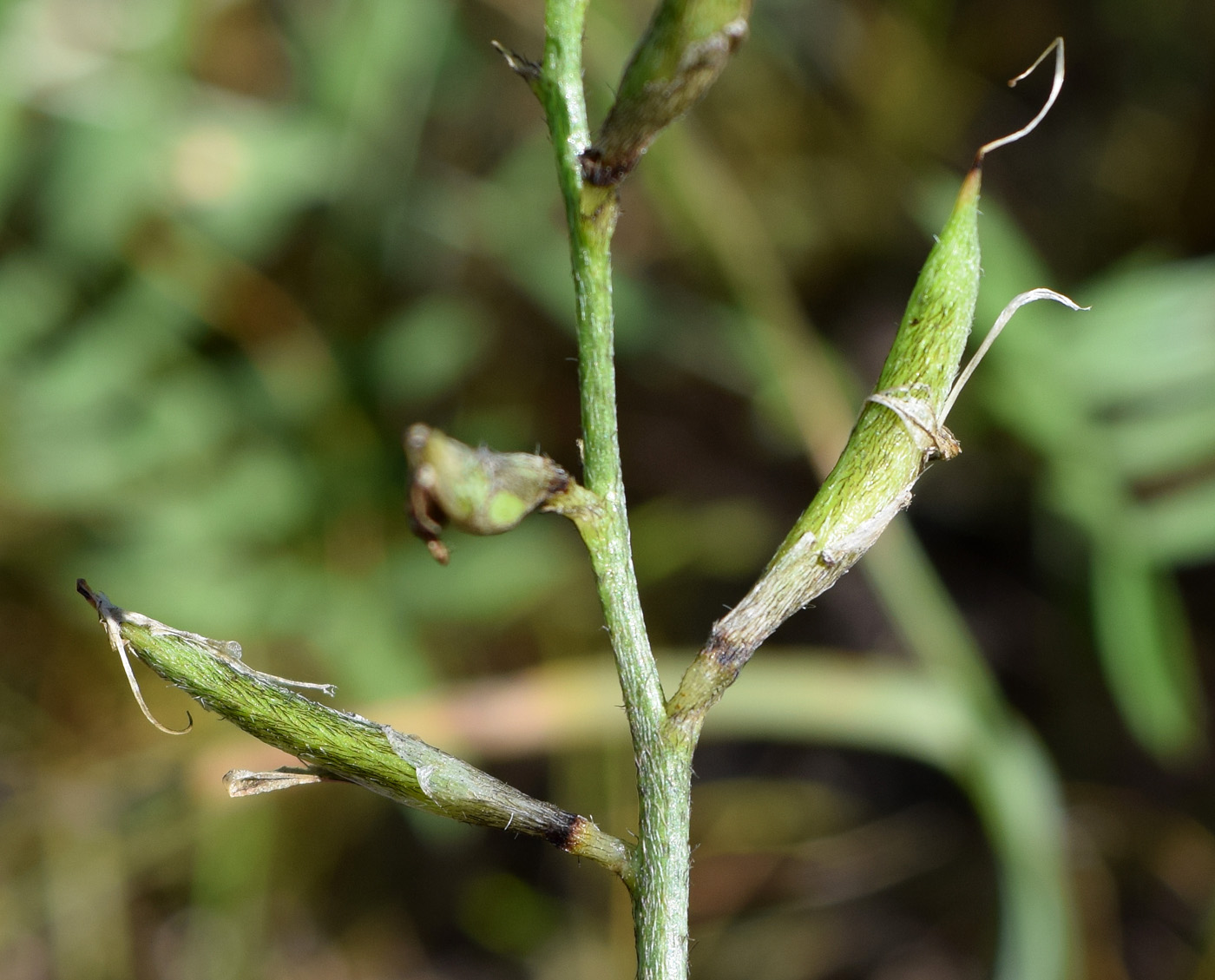 Изображение особи Astragalus bossuensis.