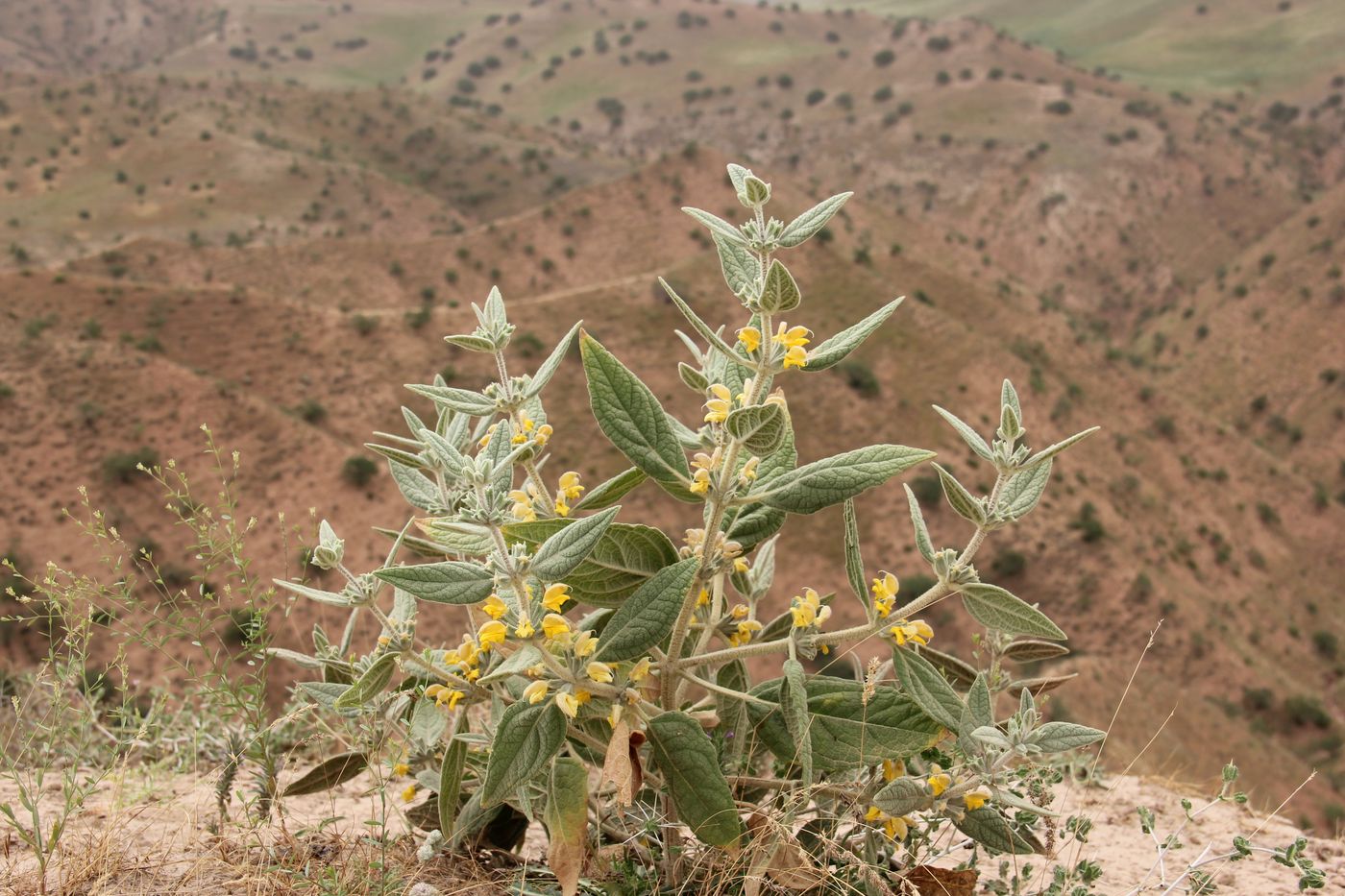 Image of Phlomis bucharica specimen.