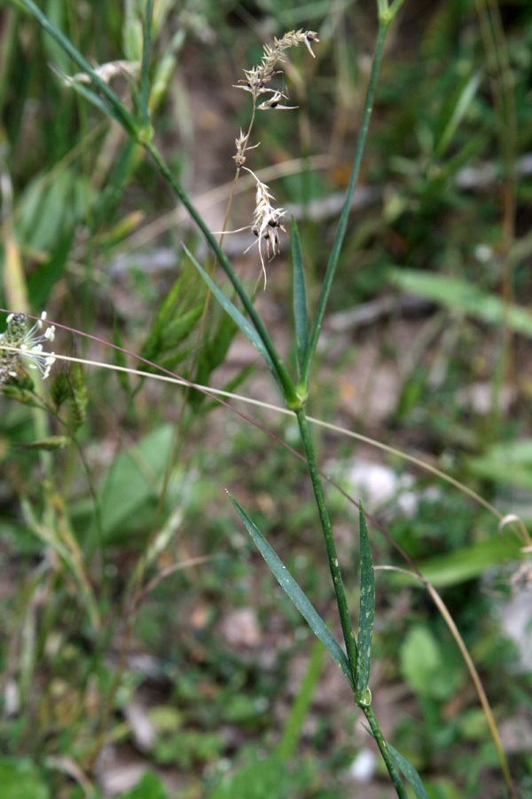 Image of Dianthus hoeltzeri specimen.