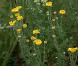 Anthemis tinctoria