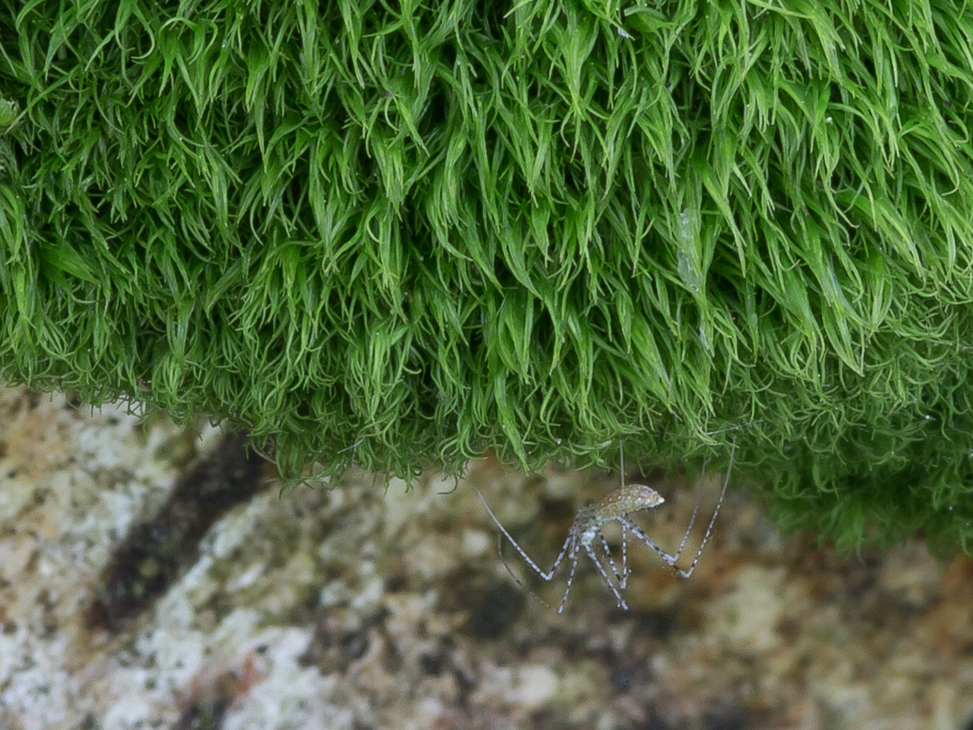 Image of Dicranum montanum specimen.