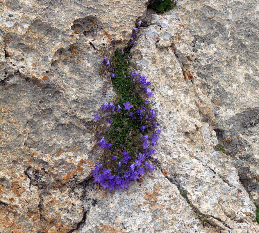 Изображение особи род Campanula.