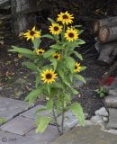 Rudbeckia hirta