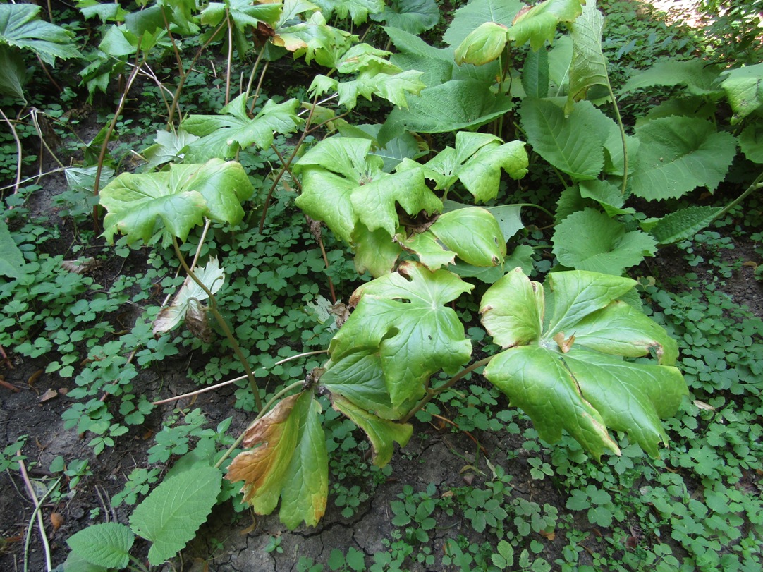 Изображение особи Podophyllum peltatum.