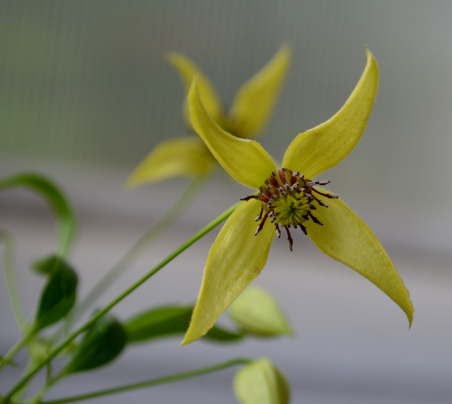 Image of Clematis serratifolia specimen.