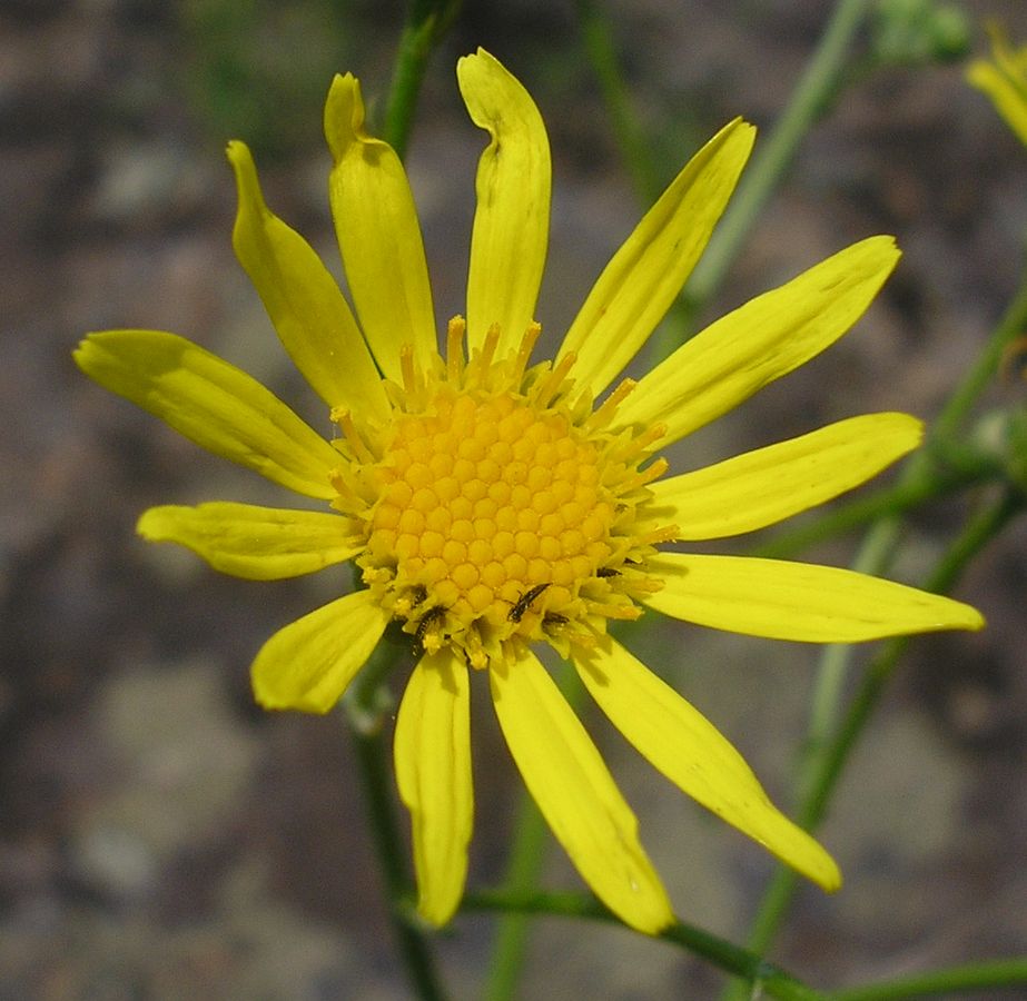 Изображение особи Senecio borysthenicus.