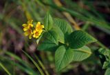 Lysimachia vulgaris. Верхушка цветущего растения. Челябинская обл., Аргаяшский р-н, берег оз. Увильды, прибрежные заросли кустарников. 04.08.2019.