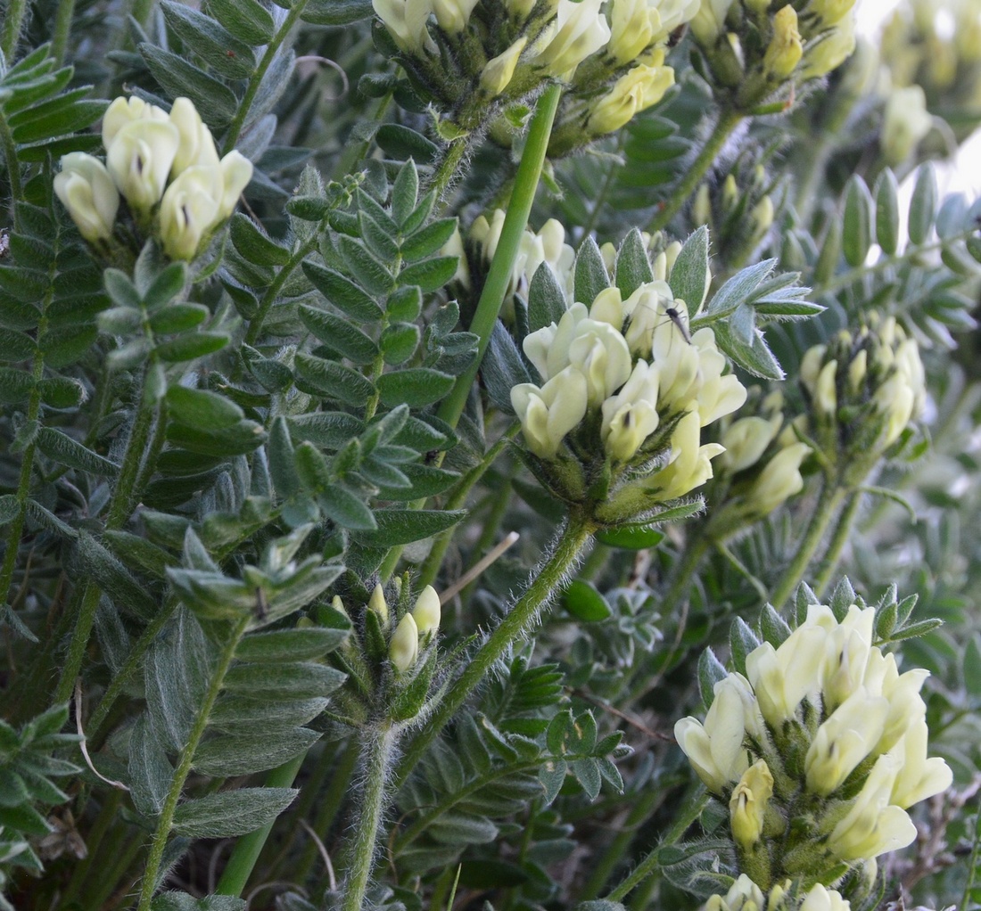 Изображение особи Oxytropis maydelliana.