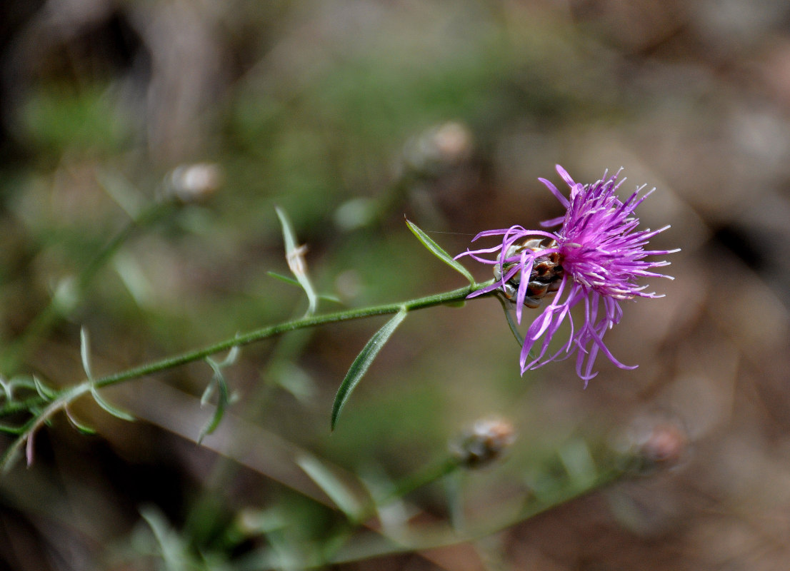 Image of genus Centaurea specimen.