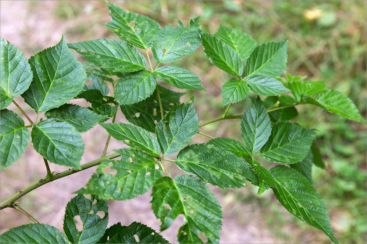 Изображение особи Rubus nessensis.