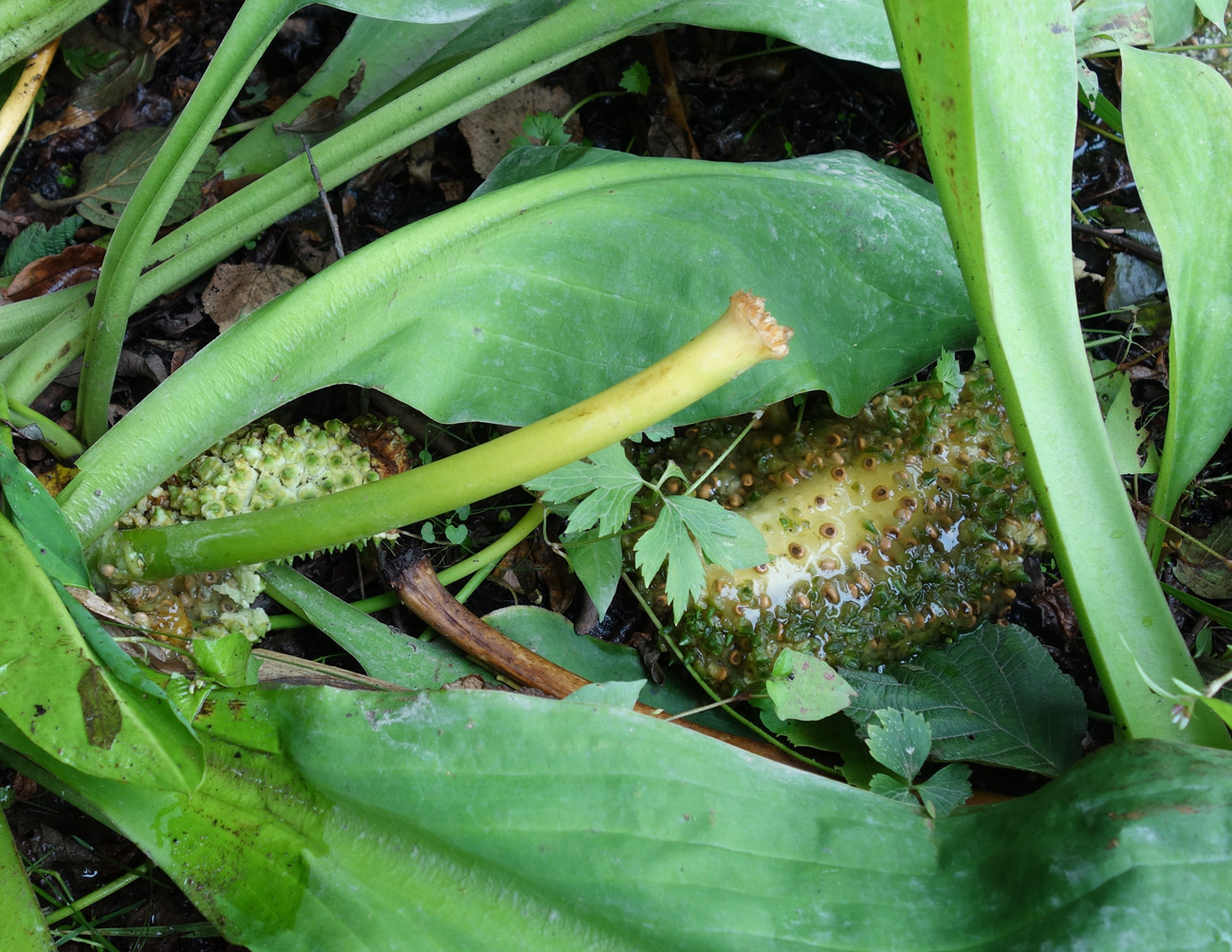 Image of Lysichiton camtschatcensis specimen.