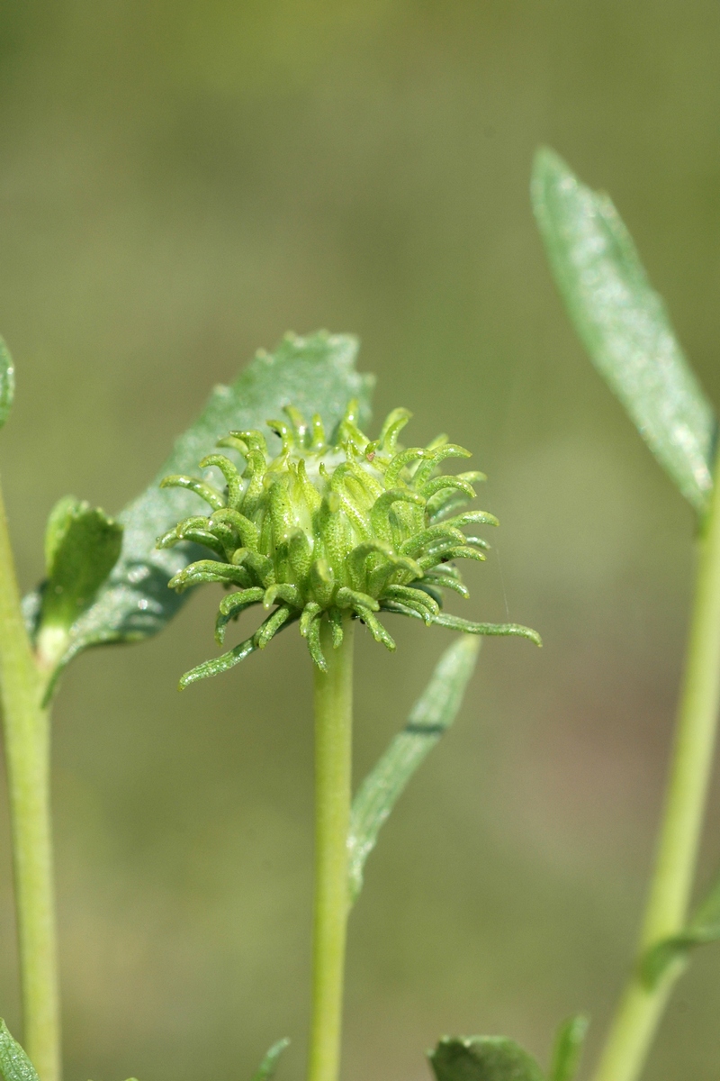 Image of Grindelia squarrosa specimen.