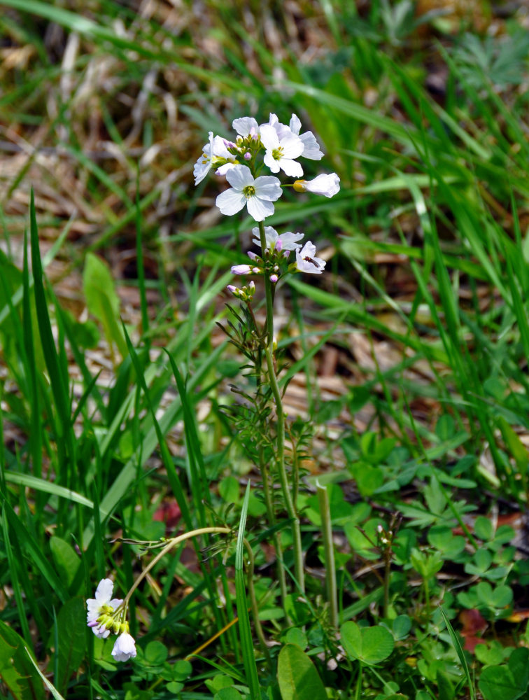 Image of Cardamine pratensis specimen.