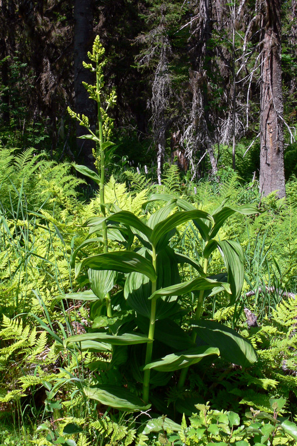 Image of Veratrum lobelianum specimen.