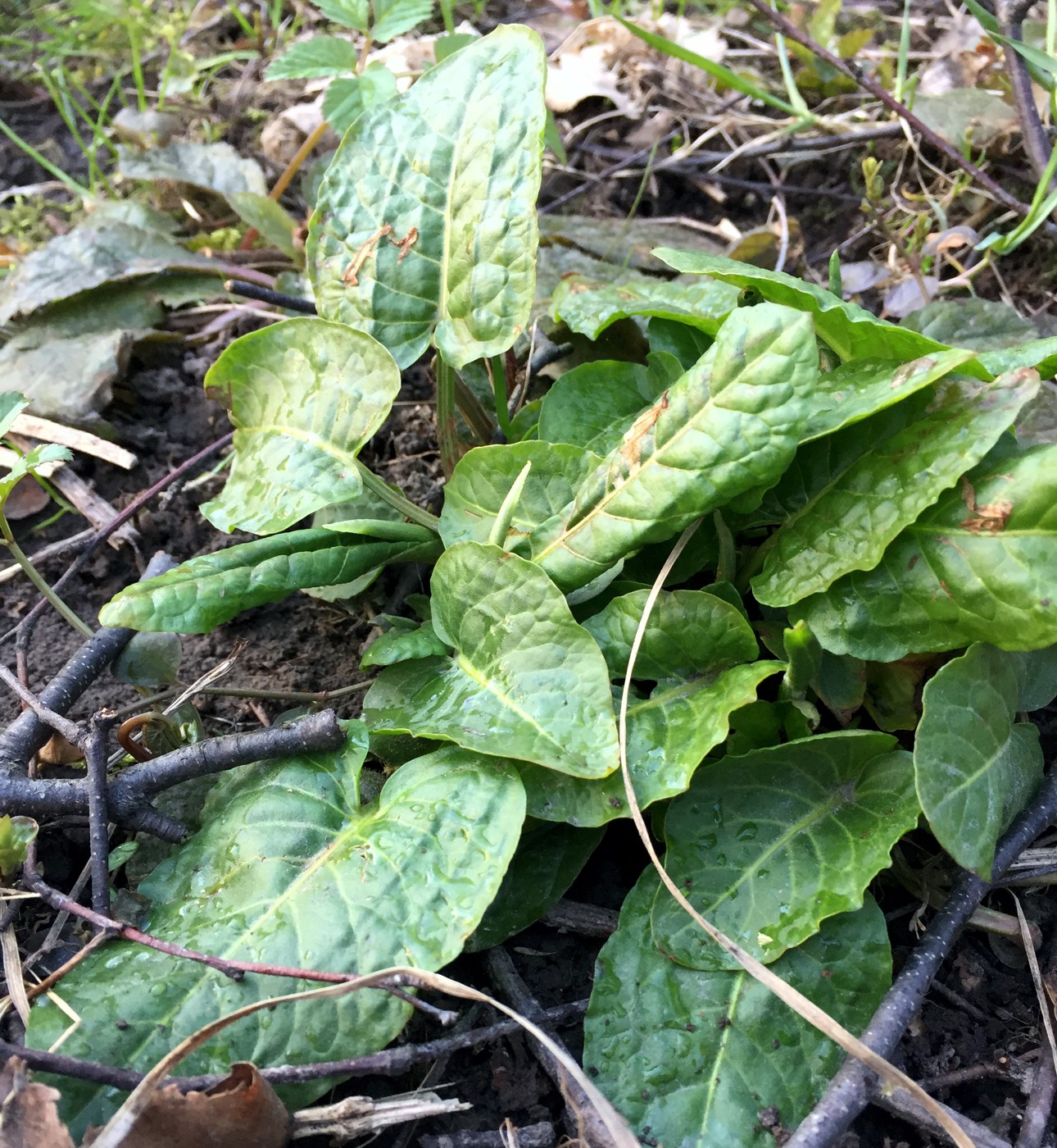 Изображение особи Rumex obtusifolius.