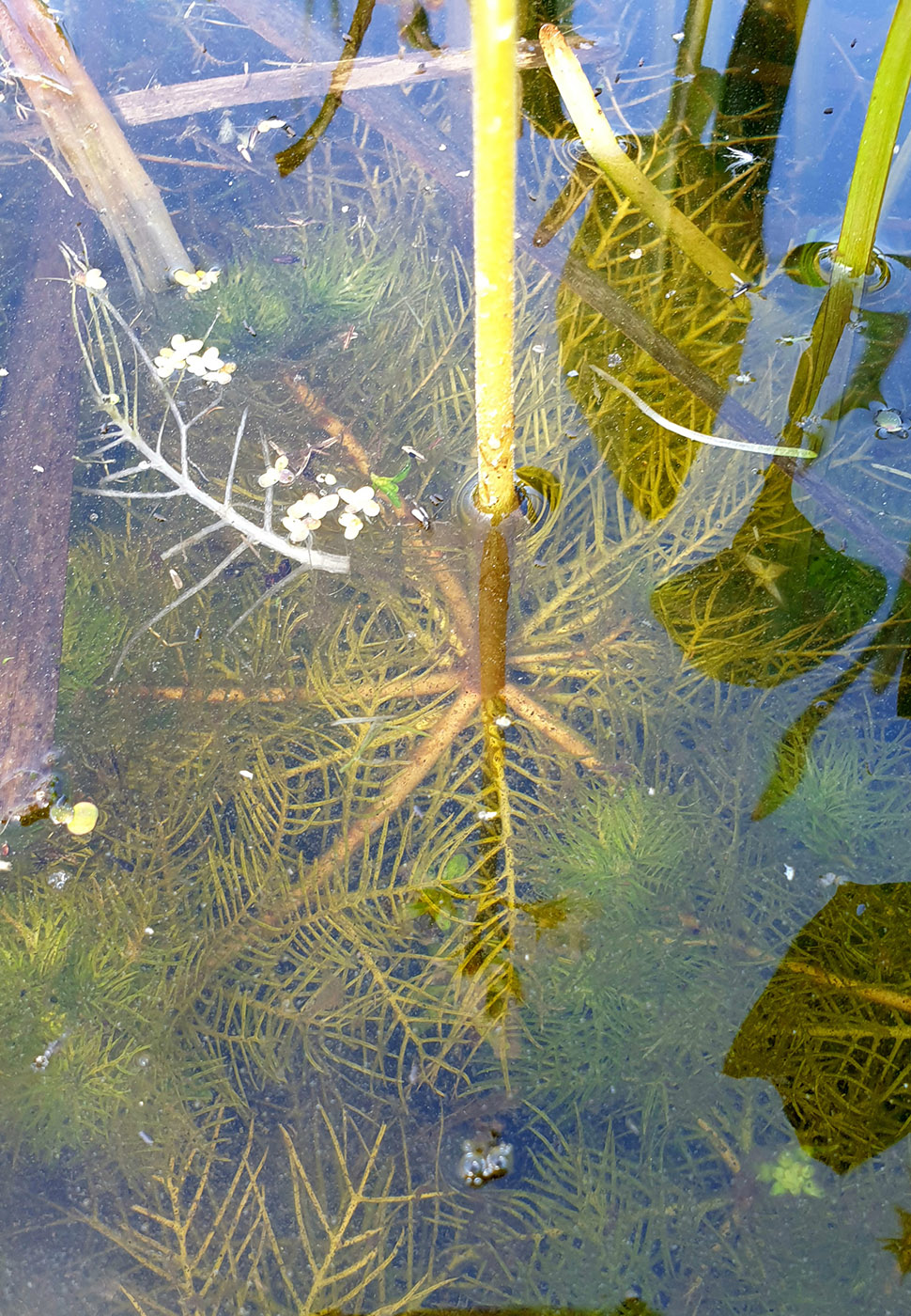 Image of Hottonia palustris specimen.