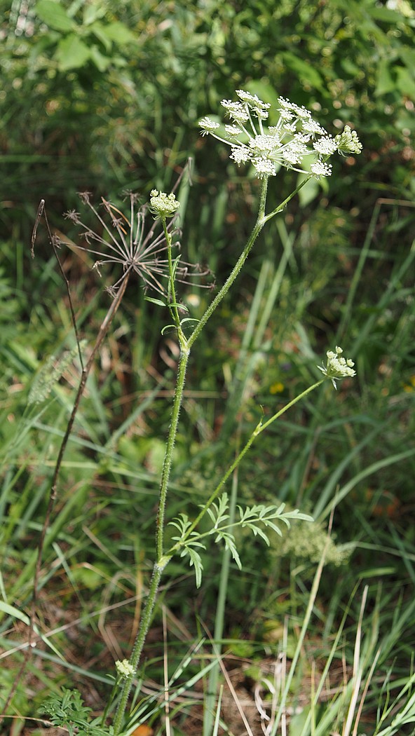 Image of Laserpitium prutenicum specimen.