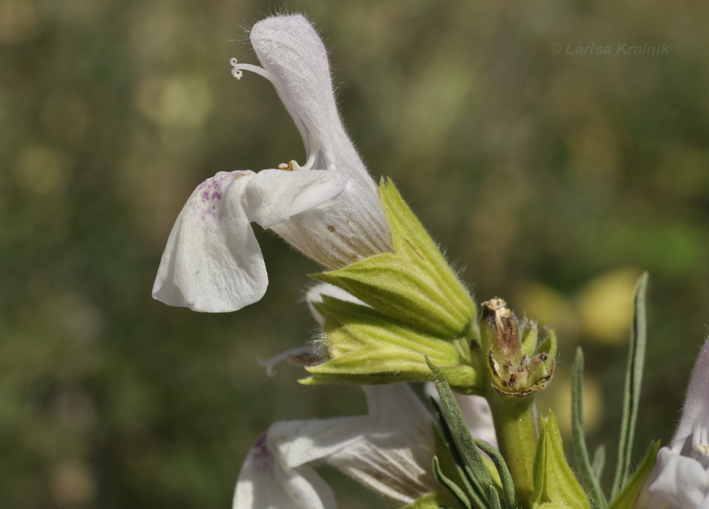 Изображение особи Salvia scabiosifolia.