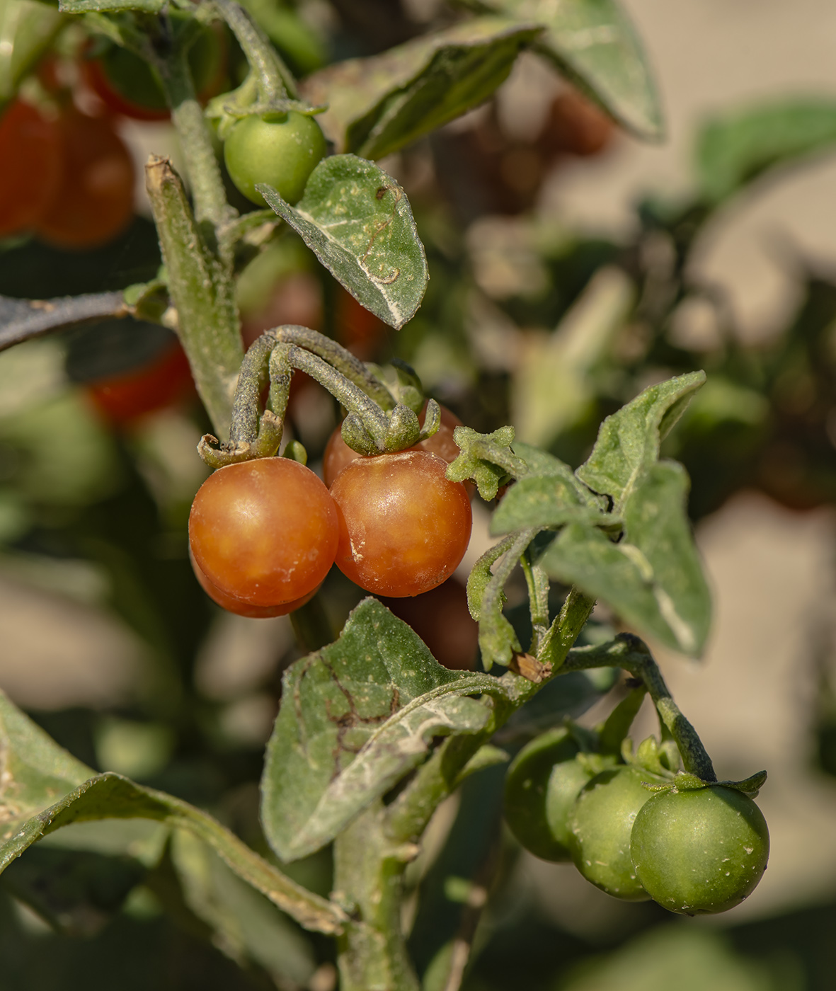 Image of Solanum olgae specimen.