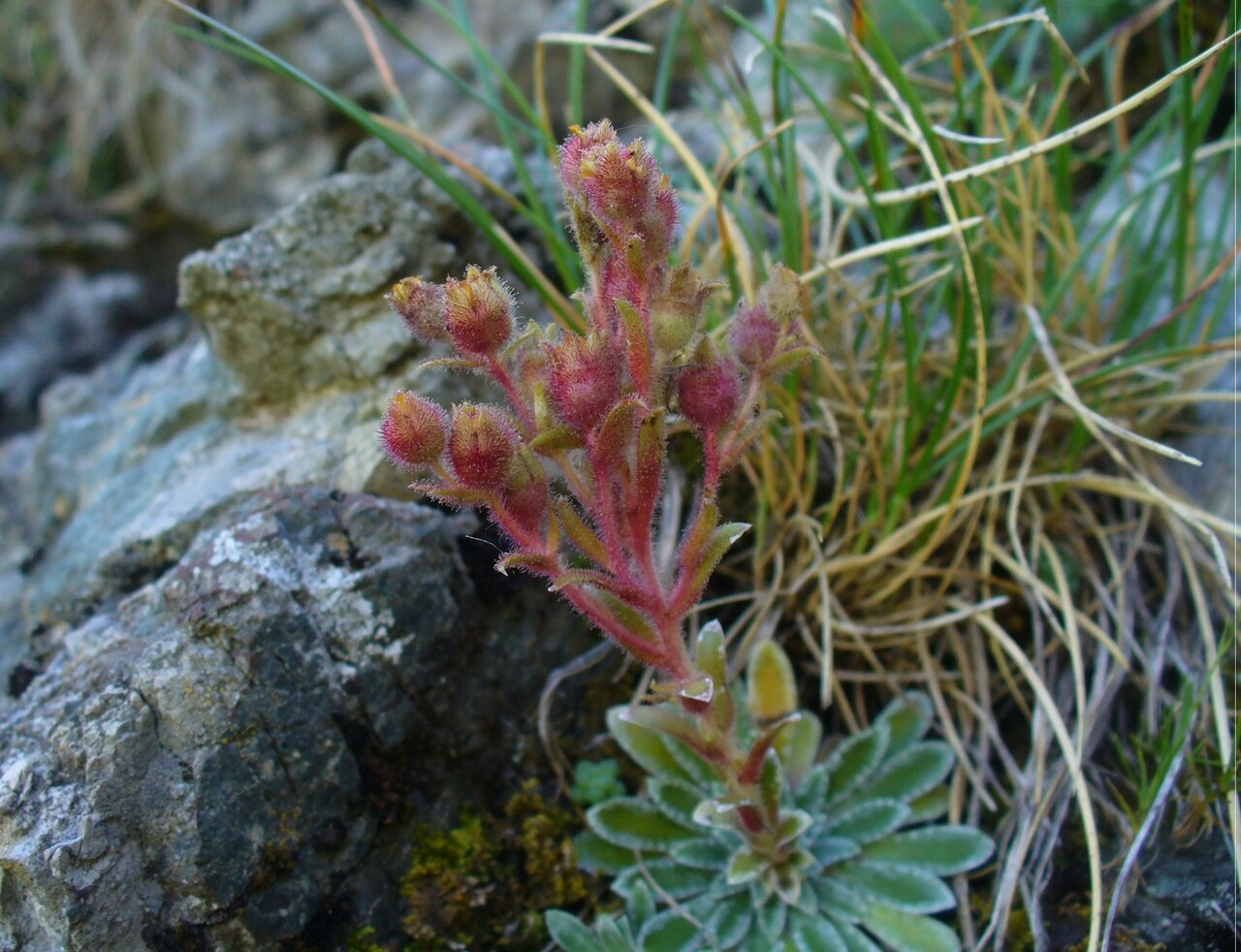 Изображение особи Saxifraga luteoviridis.