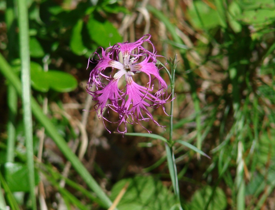 Изображение особи Dianthus superbus.