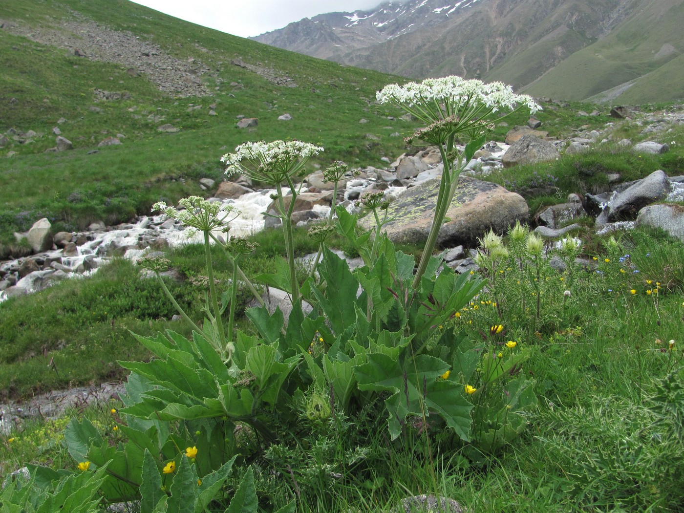 Изображение особи Heracleum freynianum.