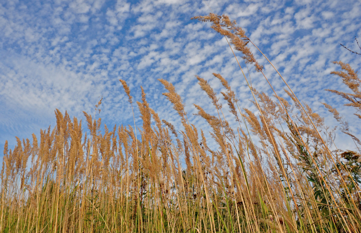 Изображение особи Calamagrostis epigeios.