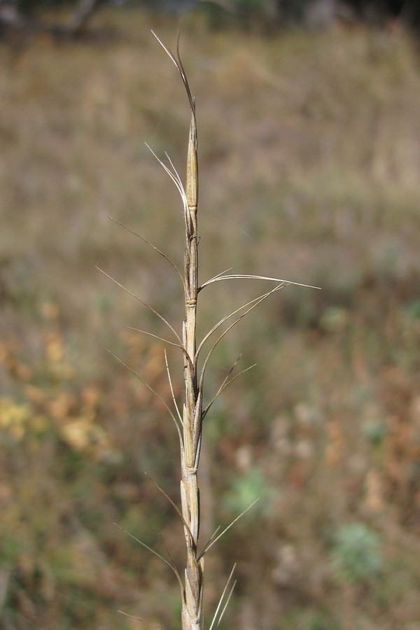 Image of Elytrigia strigosa specimen.