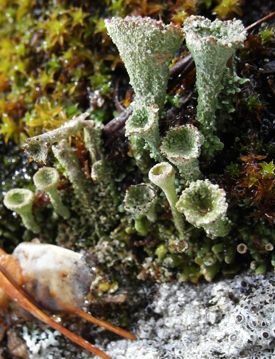 Изображение особи Cladonia pyxidata.