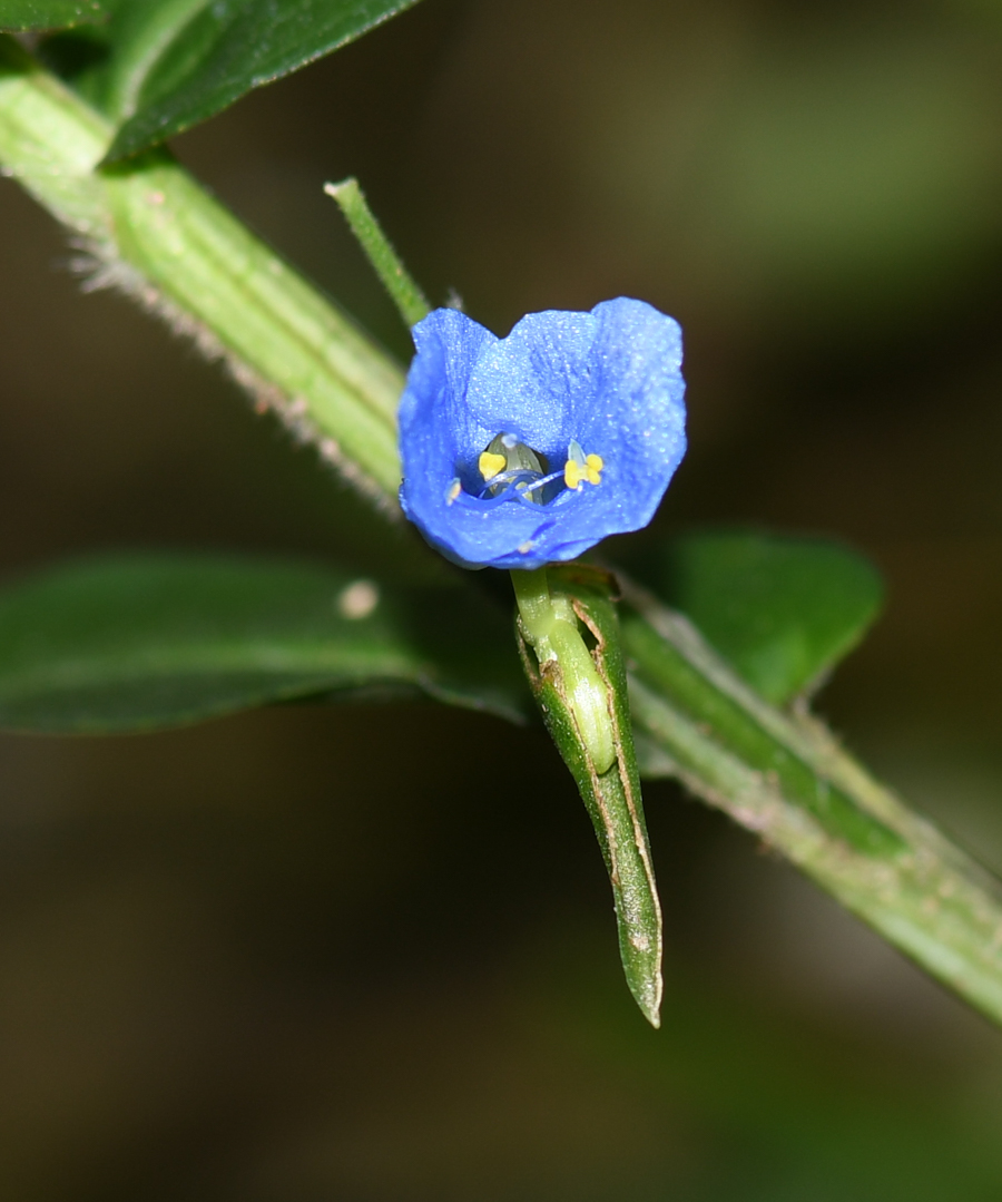 Image of Commelina tuberosa specimen.