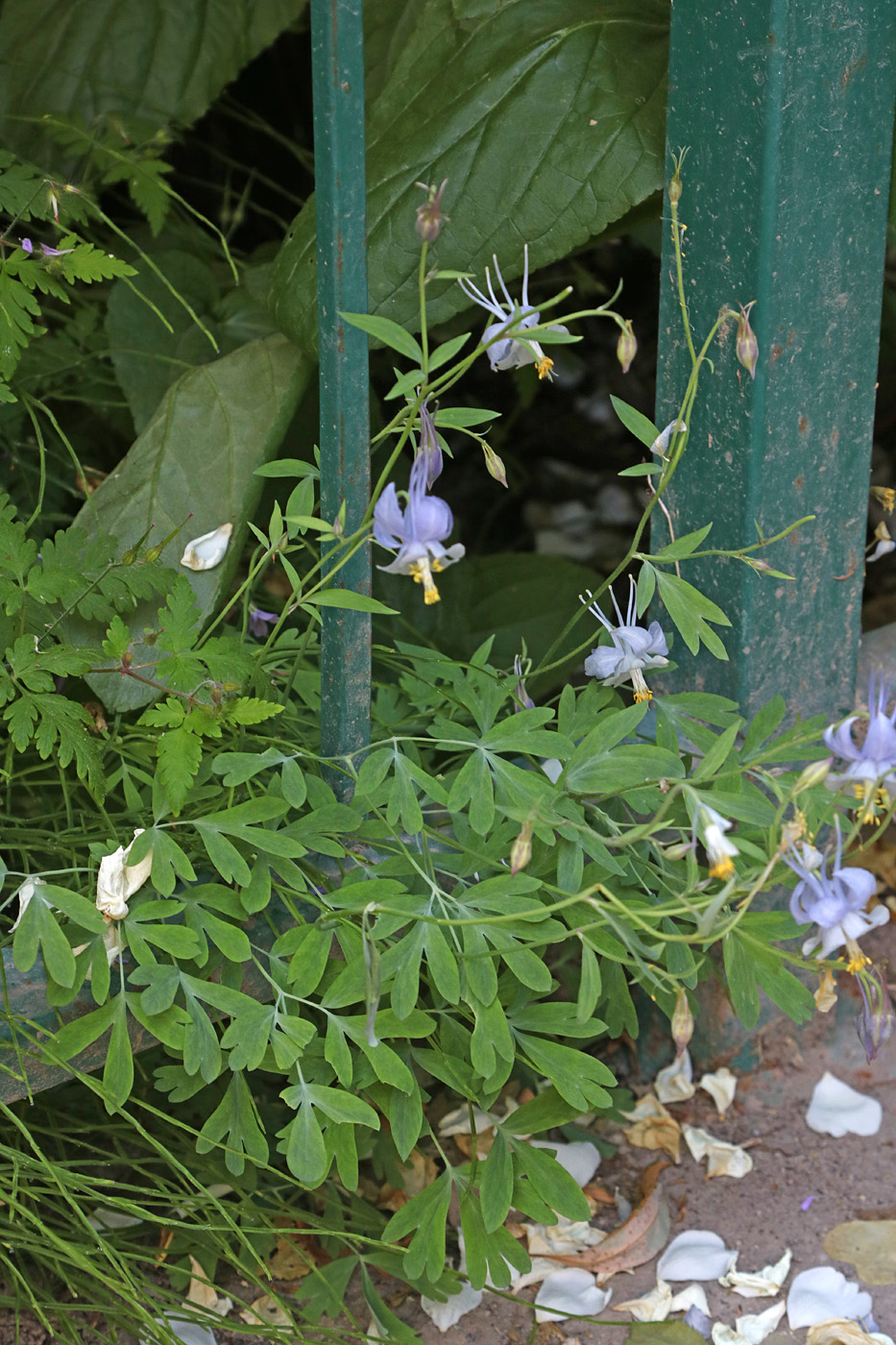 Image of Aquilegia vicaria specimen.