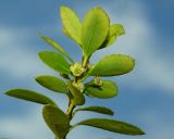 Ilex crenata