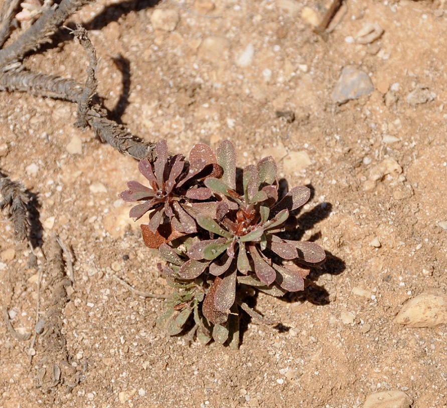 Image of genus Limonium specimen.